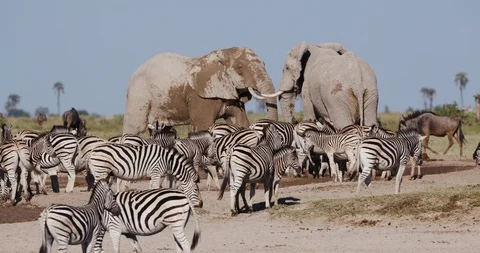 Close-up view of a group of Zebras and wildebeest drinking at a waterhole on the Stock Footage 106748086
