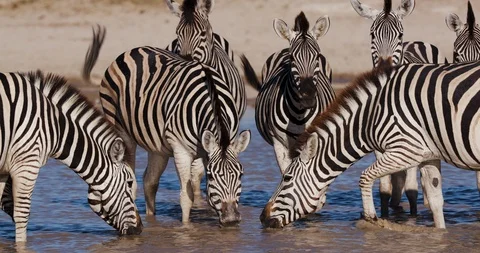 Close-up view of a group of Zebras with cute young foals drinking at a waterhole Stock Footage 106745643