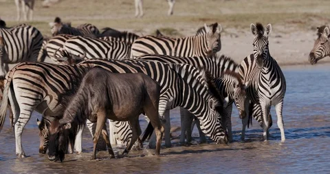 Close-up view of a group of Zebras with a cute young foal and wildebeest Stock Footage 106746023