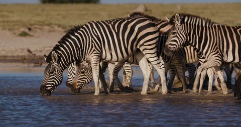 Close-up view of a group of Zebras with a cute young foal and wildebeest walking Stock Footage 106746535