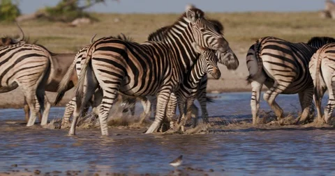 Close-up view of a group of Zebras with a cute young foal drinking at a Stock Footage 106746615