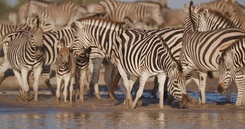 Close-up view of a group of Zebras with a cute young foal walking and drinking Stock Footage 106748185