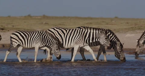 Close-up view of a group of Zebras walking and drinking at a waterhole on the Video stock 106745651