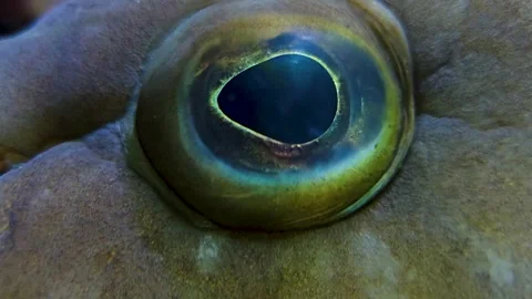 Close view of grouper fish eye Vidéo 269551062