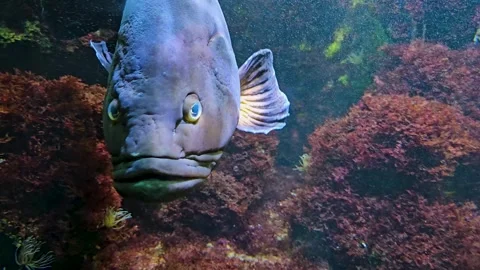 Close view of grouper  fish Stock Footage 269550959