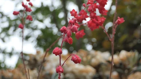 A close-up view of groups of small red flowers. Stock Footage 125950328