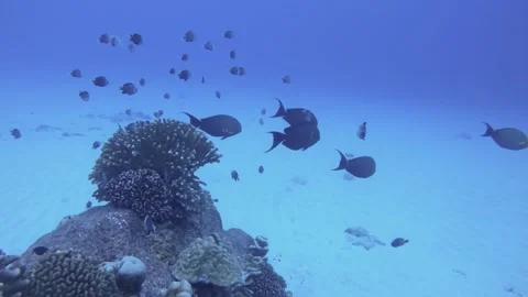 Close view to groups of yellowtail Dascyllus and black surgeonfish hiding in and Stock Footage 261681521