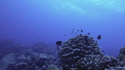 Close view to groups of yellowtail Dascyllus and Thalassoma lutescens yellow bro Stock Footage 261681571