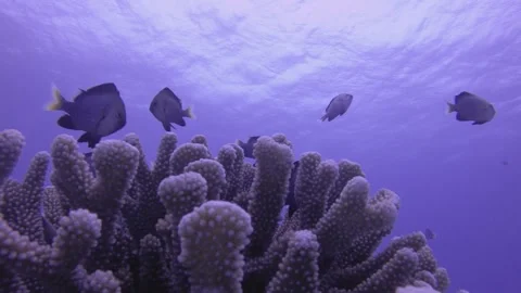 Close view to groups of yellowtail Dascyllus and Thalassoma lutescens yellow bro Stock Footage 261681762