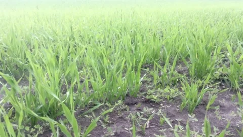 Close-up view of the growing grass Stock-Footage 299735918