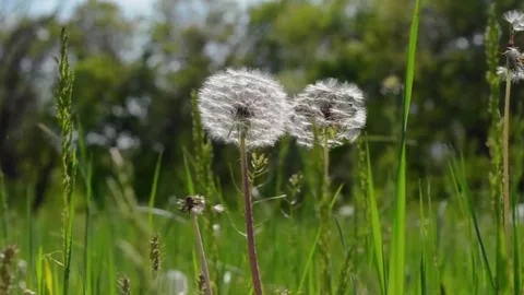 Close-up view of growing lavender swaying in the wind flowers Stock Footage 233335304