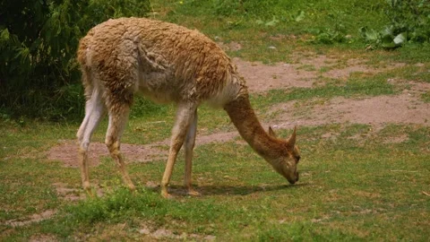 Close view of a guanaco  Stock Footage 254123166