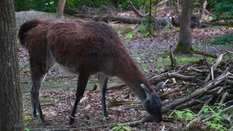 Close view of a guanaco  Stock Footage 277219304