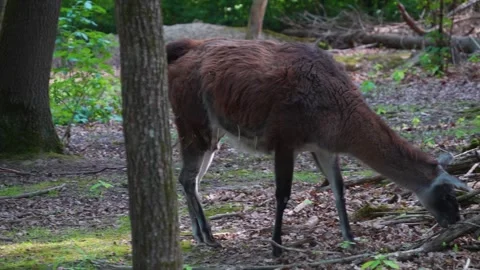 Close up view of a Guanaco Stock Footage 277530492