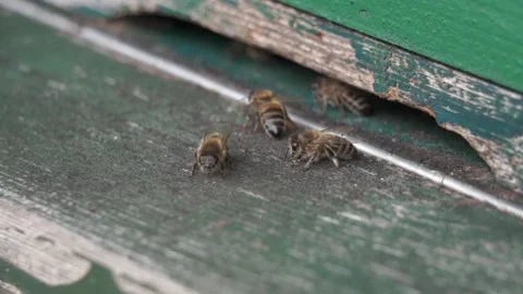 Close-up view of the guard bees guarding the entrance to the hive 库存影片 139445390