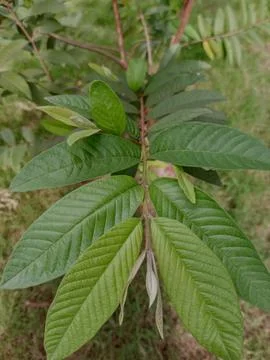 Close up view of guava leaves. Stock Photos