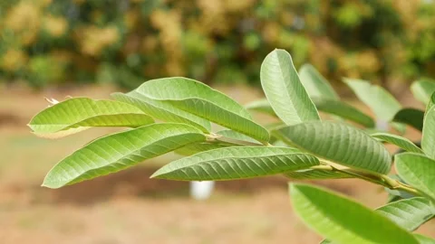 Close view of guava tree branch with leaves, View of guava tree leaves Video stock 147692796
