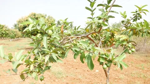 Close view of a guava tree in a field, View of guava tree Stock Footage 147692577