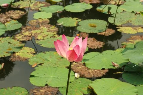 Close up view Half bloom Lotus flower on the pond Stock Photos