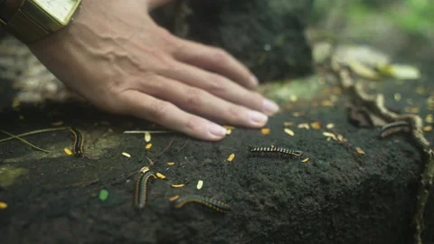 Close up view hand and luwing or caterpillar or Centipede movement with orange Stock Footage 234118242