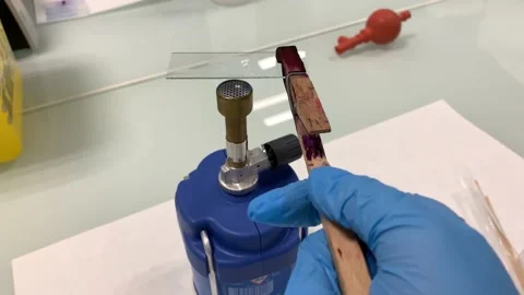 Close up view of hand burning microscope slide in tongs by laboratory burner Stock Footage 135950298