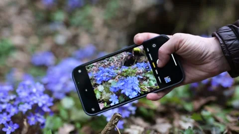 Close-up view of hand with cell phone making photo of blooming hepatica flowers Stock Footage 247122060