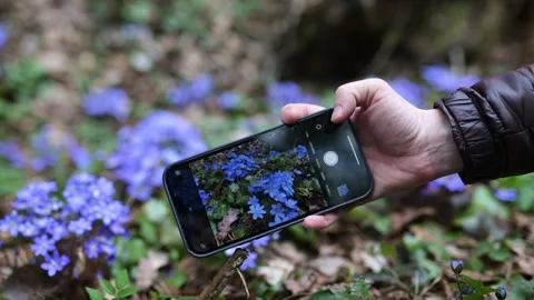 Close-up view of hand with cell phone making photo of blooming hepatica flowers Stock-Footage 248723948