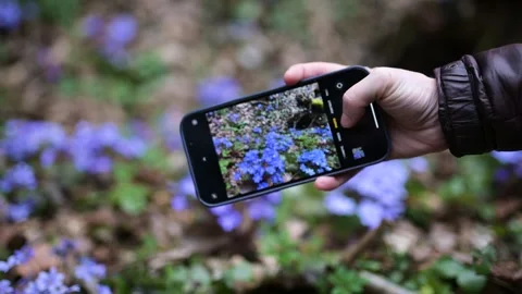 Close-up view of hand with cell phone making photo of blooming hepatica flowers 库存影片 249645011