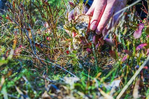Close-up view of hand cutting mushroom with knife among moss and autumn Stock Photos