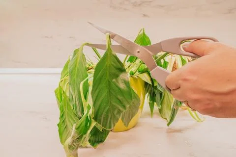 Close up view of hand cutting wilted dry spathiphyllum leaf with scissors f.. Stock Photos