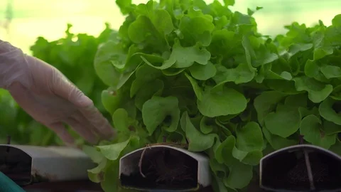 Close up view hand of farmer is picking salad in hydroponic greenhouse,the ag Stock Footage 122585954