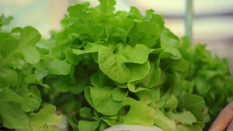 Close up view hand of farmer is picking salad in hydroponic greenhouse,the ag Stock Footage 122586018