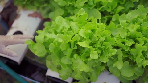 Close up view hand of farmer is picking salad in hydroponic greenhouse,the ag Stock Footage 122586037