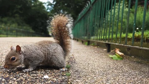 Close up view of the hand feeding a squirrel in the park in the center of London Stock Footage 278552389