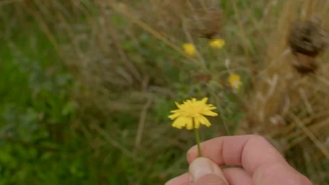 Close view of hand grabbing vibrant meadow blossom carefully Stock Footage 325072907