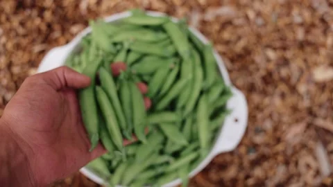 Close up view of hand with Green Sugar Snap Peas Stock Footage 307117675