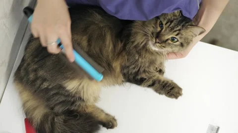 Close-up view of hand grooming long-haired tabby cat with blue brush during pet Stock Footage 266153983