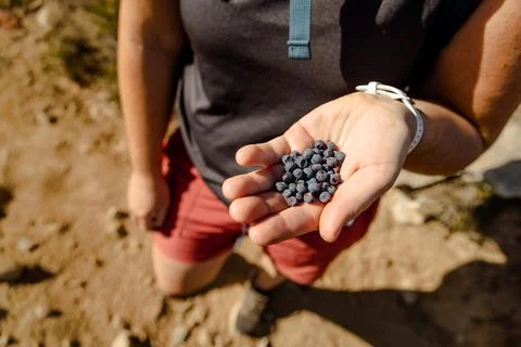 Close up view of a hand holding a bunch of wild huckleberries in lush high .. Stock Photos
