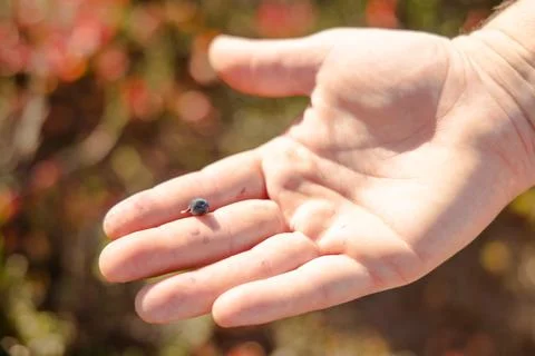 Close up view of a hand holding one wild huckleberry in lush high mountain .. Stock Photos