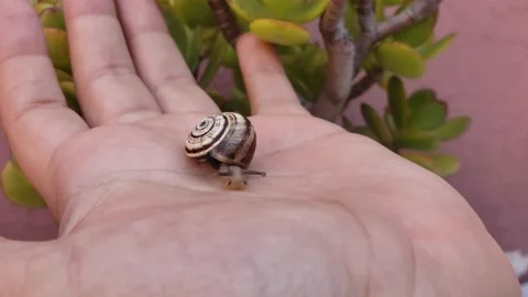 Close up view of a hand holding a snail Vídeos de archivo 154222856