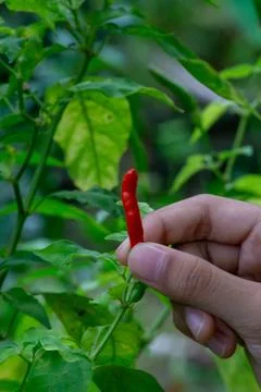 Close-up view of hand picking cayenne pepper Foto stock