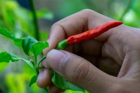 Close-up view of hand picking cayenne pepper Stock Photos
