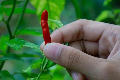Close-up view of hand picking cayenne pepper Stock Photos