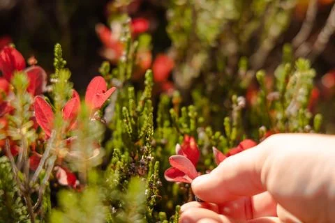Close up view of a hand picking wild huckleberries in lush high mountain fl.. Stock Photos
