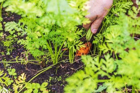Close-up view of hand pulling carrot from garden soil among plants. Sweden. Stock Photos