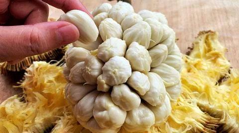 Close up view of hand taking Tarap fruit of Borneo Sabah. Rare fruits concept Stock Photos
