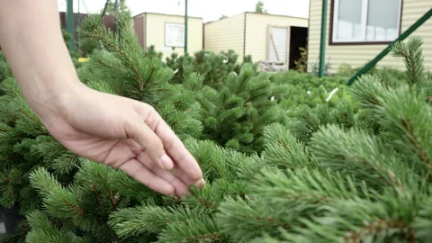 Close up view of hand touching the brunches of spruce. Plants growing in Vídeos de archivo 135814565