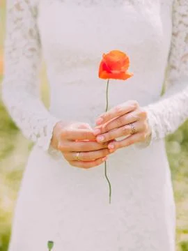 The close-up view of the hands of the bride is holding the poppy flower. Stock Photos