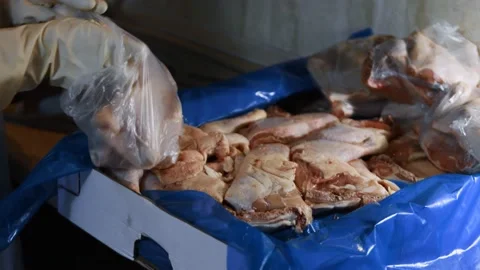 Close-up view of hands in gloves packing chicken legs from a box into individual Stock Footage 145698928