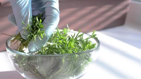 Close view hands in gloves put microgreen sprouts of lentil in round glass dish. Stock Footage 131167805